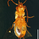 Cretoparacucujus cycadophilus